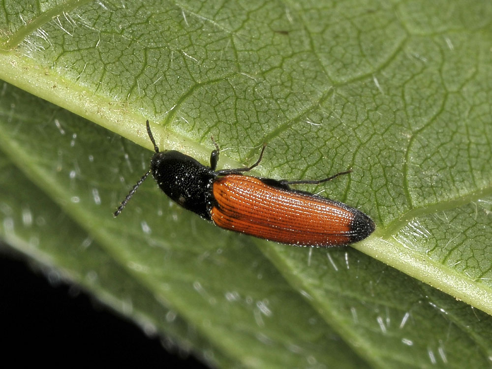 Ampedus glycereus (ex A. elongatulus)